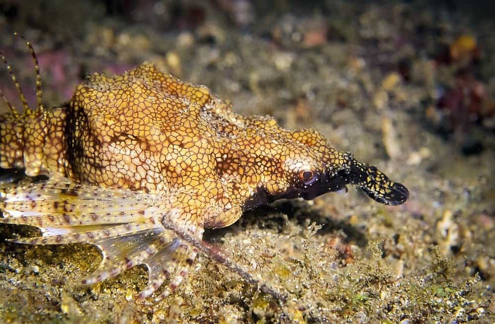 What Do Dragonfish Eat
