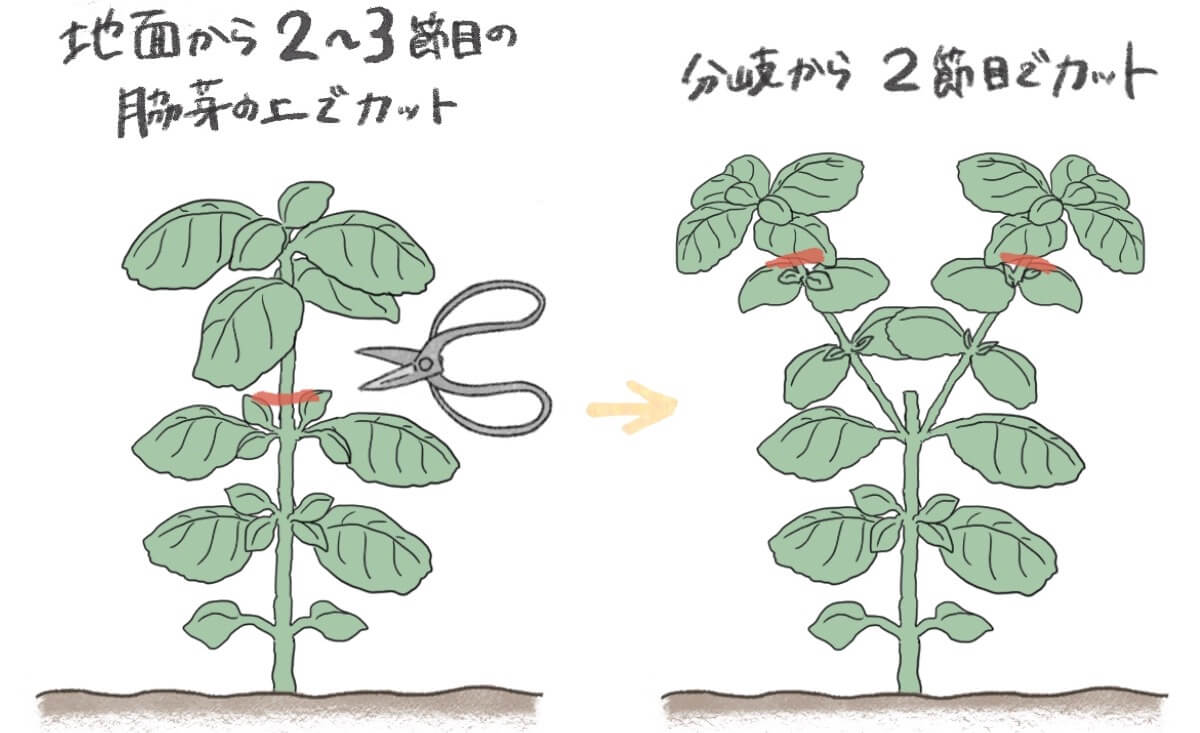 バジルの収穫の仕方完全ガイド！収穫量が劇的に増える摘心と保存術