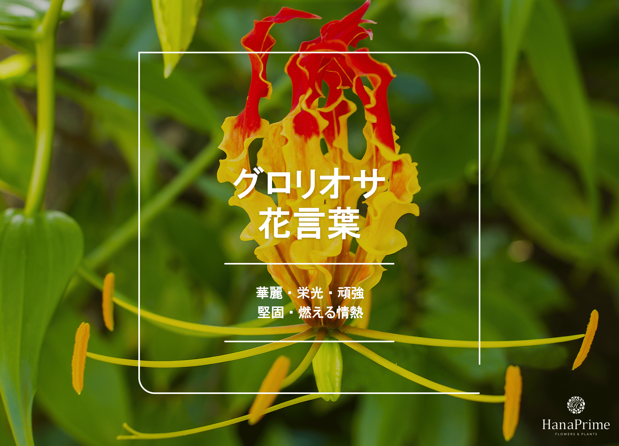 グロリオサの花言葉に怖い噂？栄光の由来と毒性の真相を解説