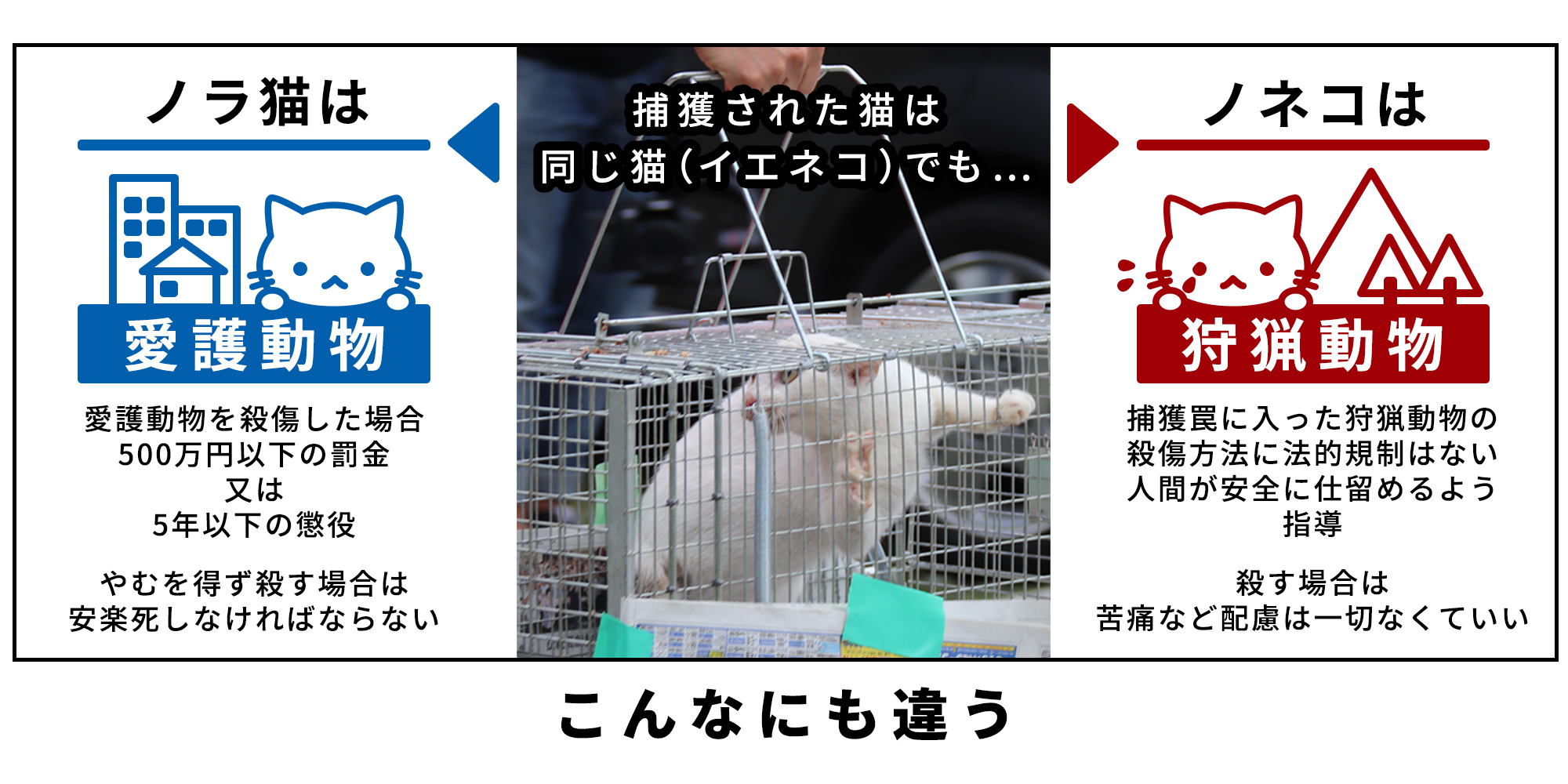 ノネコとノラネコの決定的な違いとは？法律上の扱いと奄美の真相