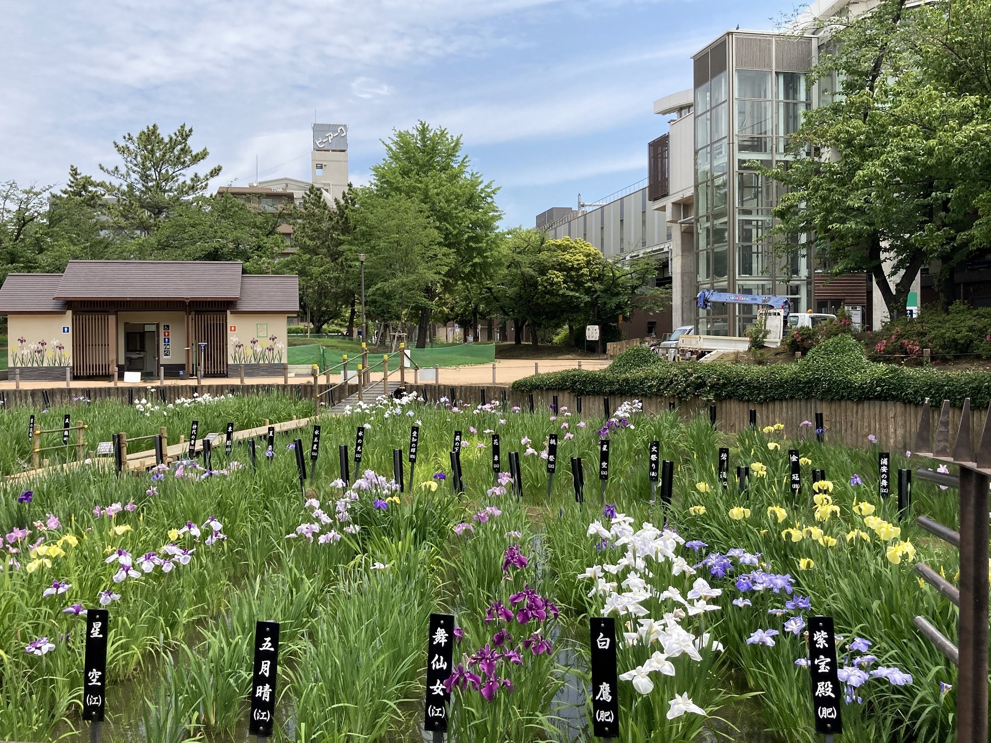 菖蒲沼公園の2026年見頃と開花状況！駐車場と穴場巡り完全ガイド