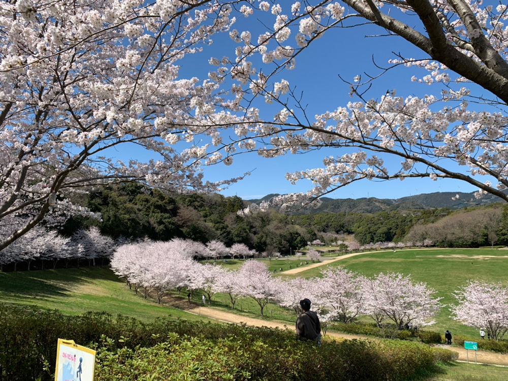 浜松の桜名所を味わい尽くす春旅！満開予想と混雑回避の決定版