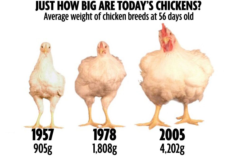 What Is the Average Weight of a Chicken