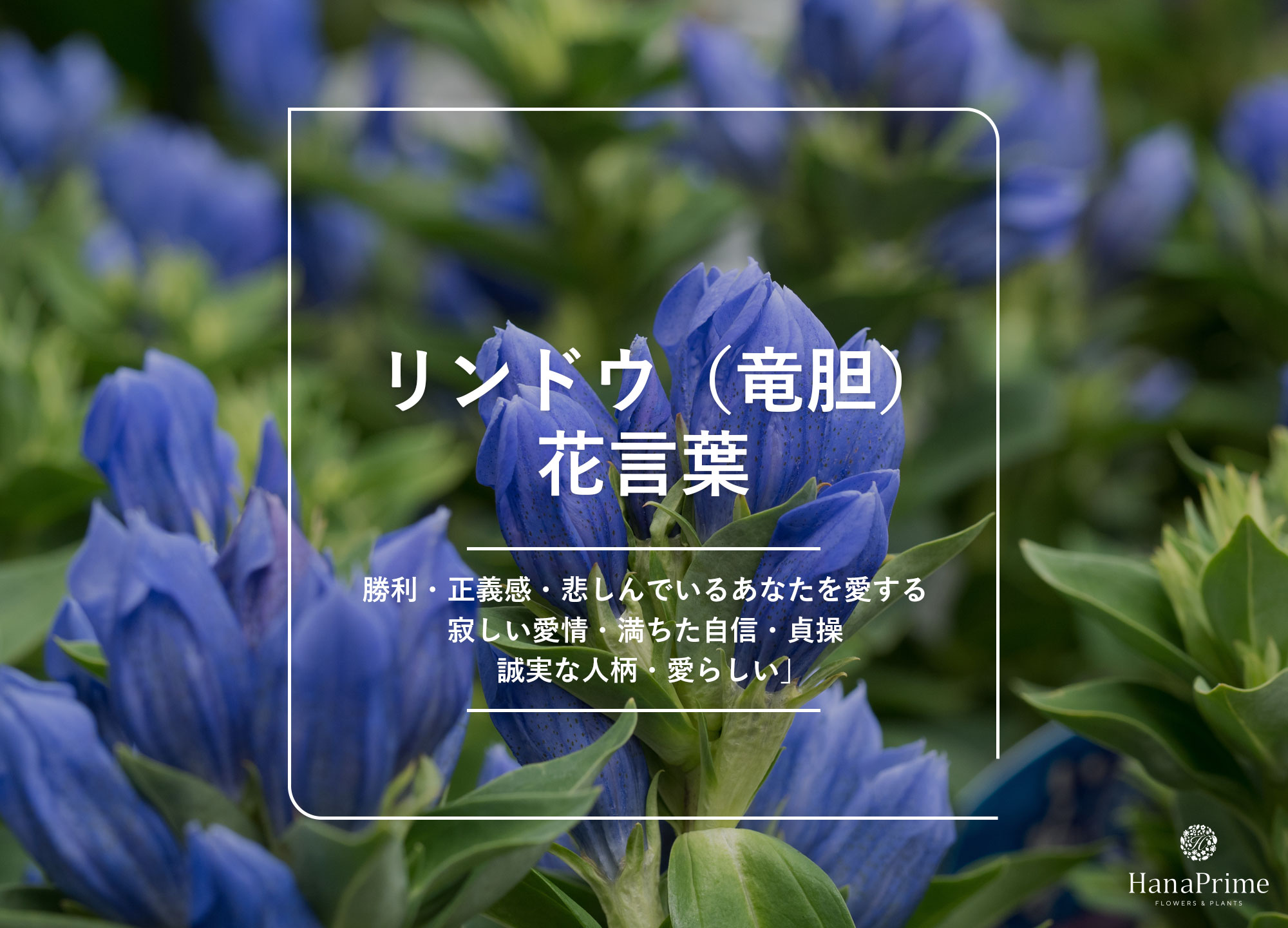リンドウの花言葉は怖い？色別の意味と敬老の日に選ばれる真相を徹底検証