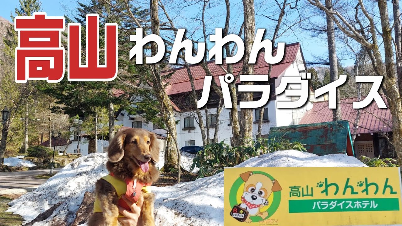 高山わんわんパラダイスの評判は？噂の真相と温泉・食事の満足度を検証
