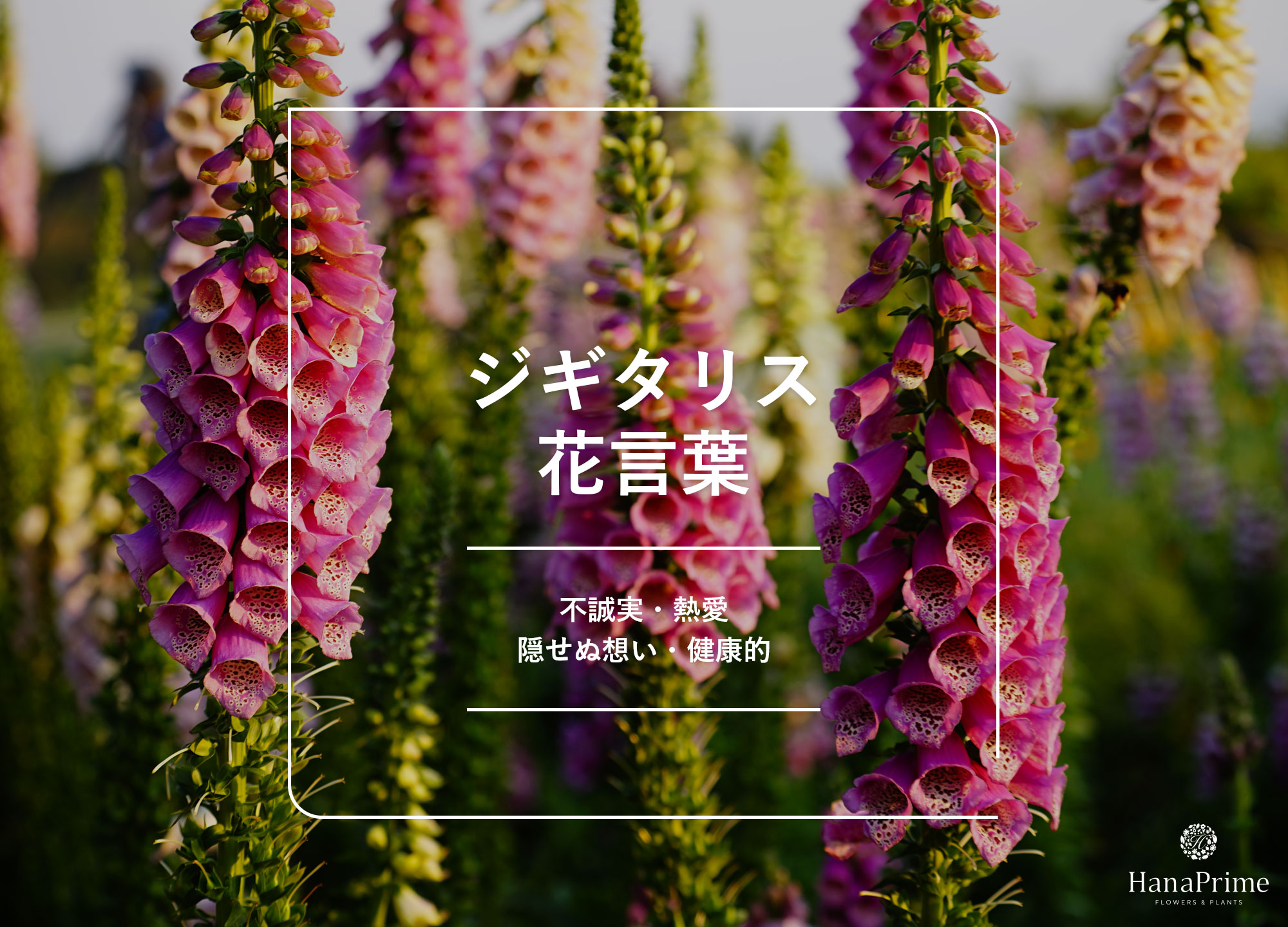 ジギタリスの花言葉はなぜ不誠実？猛毒の真相と神話の由来を徹底解剖