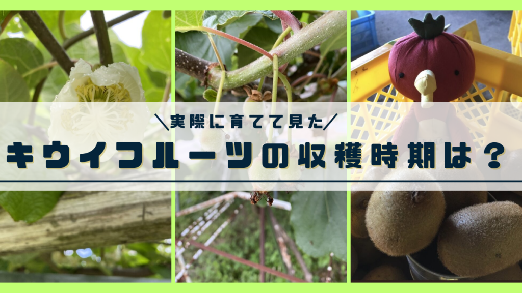 キウイの収穫時期はいつ？硬いまま採る理由と失敗防ぐ追熟法【2026】