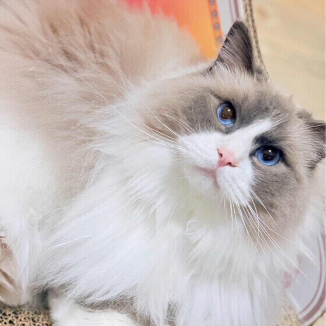 青い目の猫はなぜ生まれる？遺伝の仕組みと白猫の難聴リスクを徹底解説