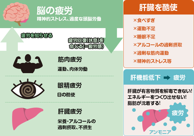 疲れと睡眠が激変？オルニチンの驚くべき解毒効果と最新エビデンス