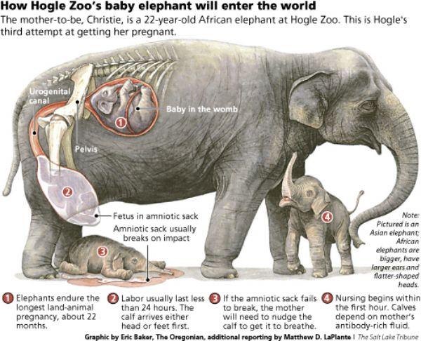 For How Long Is an Elephant Pregnant