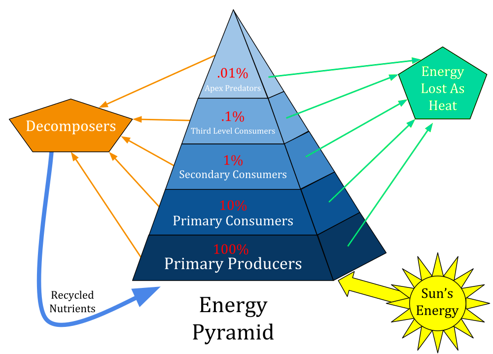 What Is the Purpose of an Energy Pyramid