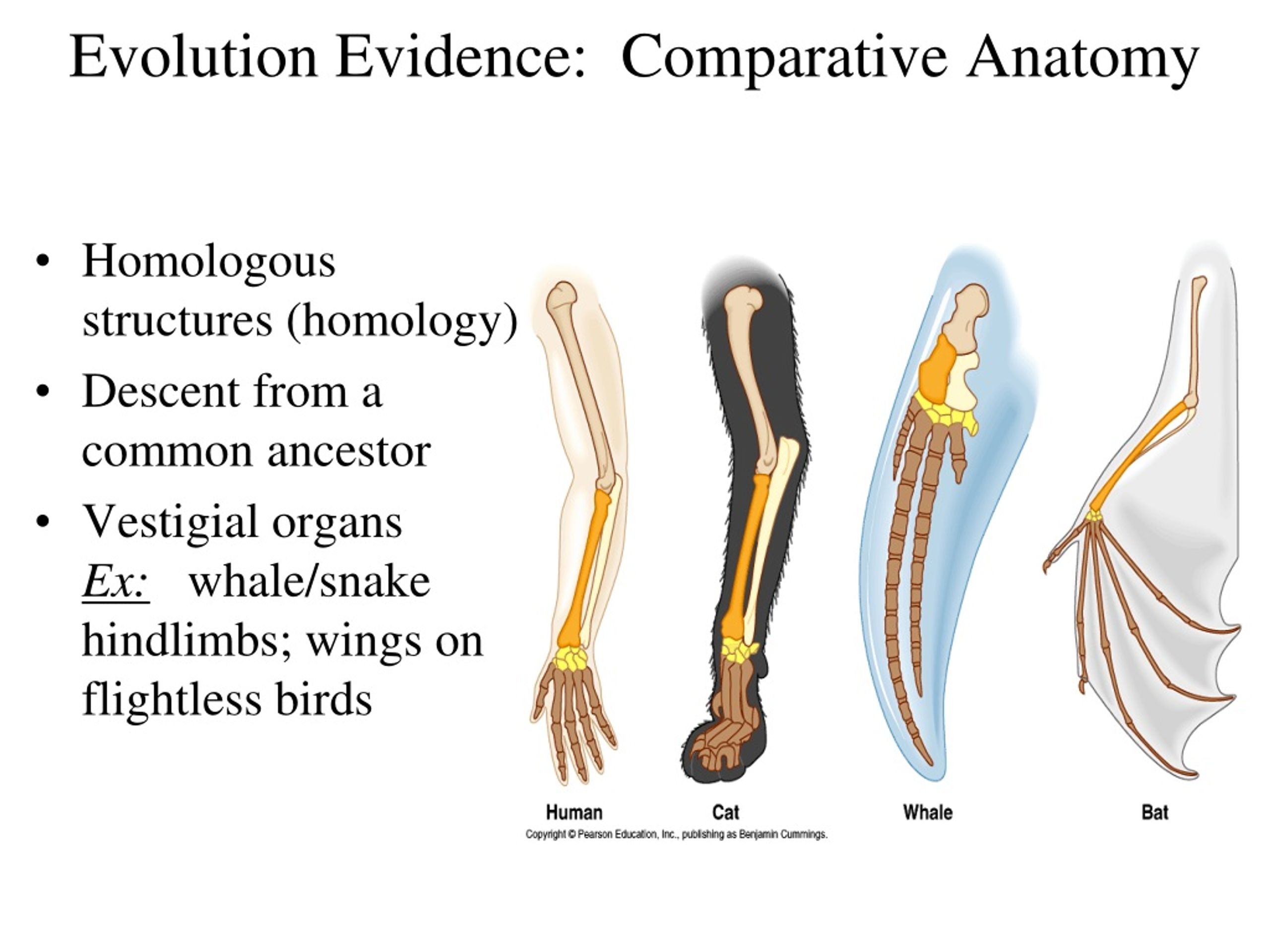 In What Ways Does Comparative Anatomy Provide Evidence for Evolution