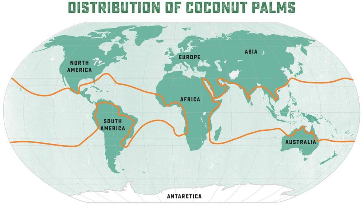 Where Do Coconuts Grow