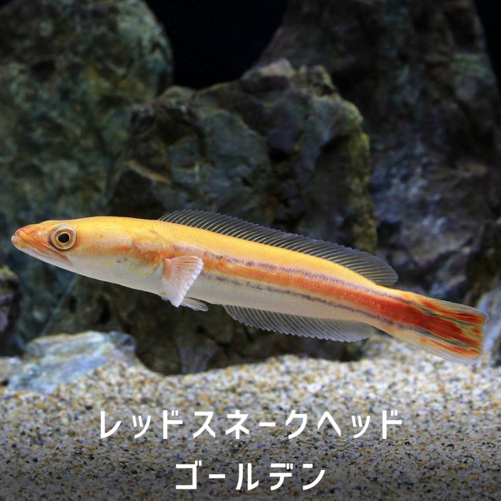 レッドスネークヘッド飼育と生態の真実｜最大サイズや規制を徹底解説