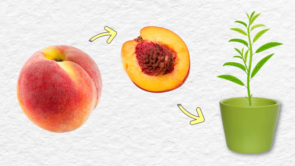 How Do I Grow a Peach Tree from a Pit