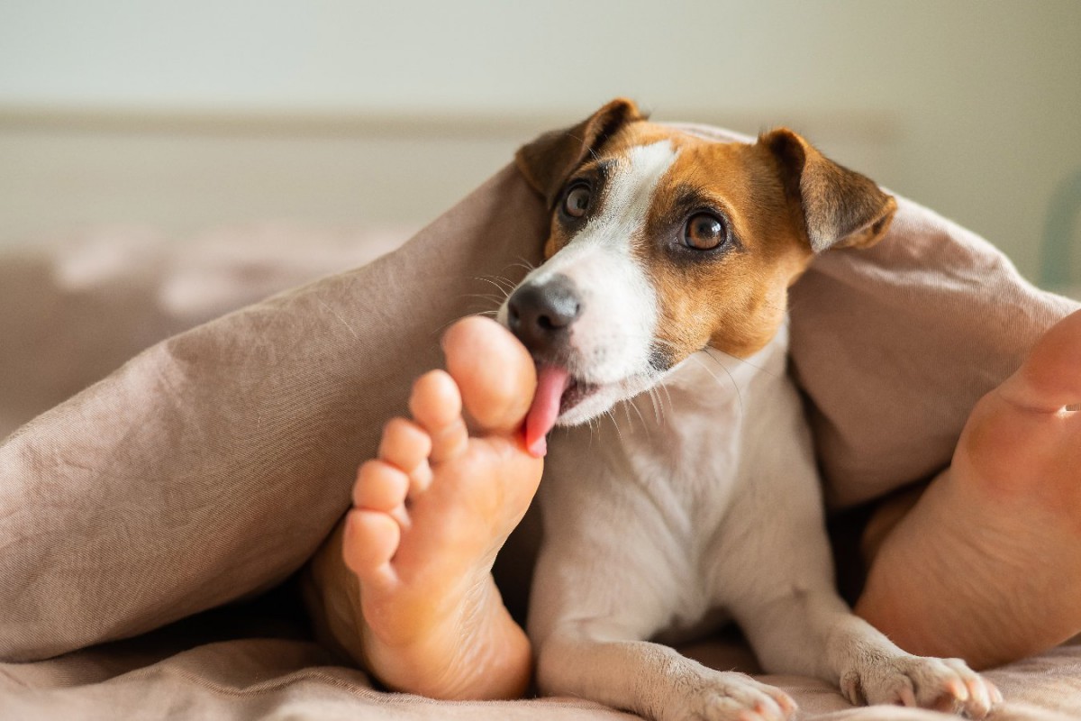 愛犬が足の裏を執拗に舐める理由とは？病気やストレスのサインを徹底解説