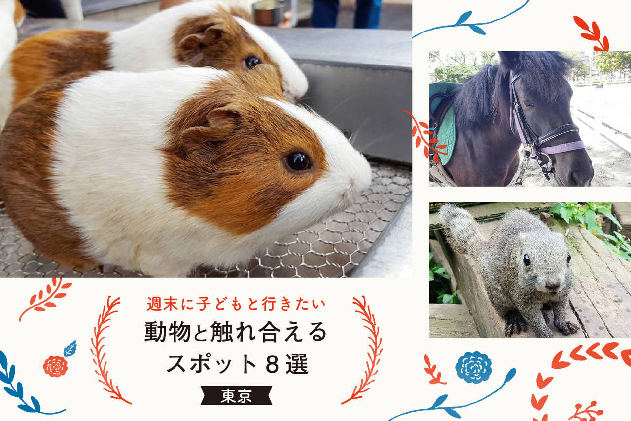 【2026最新】動物と触れ合える場所はどこ？大人もハマる雨の日の穴場を徹底解説