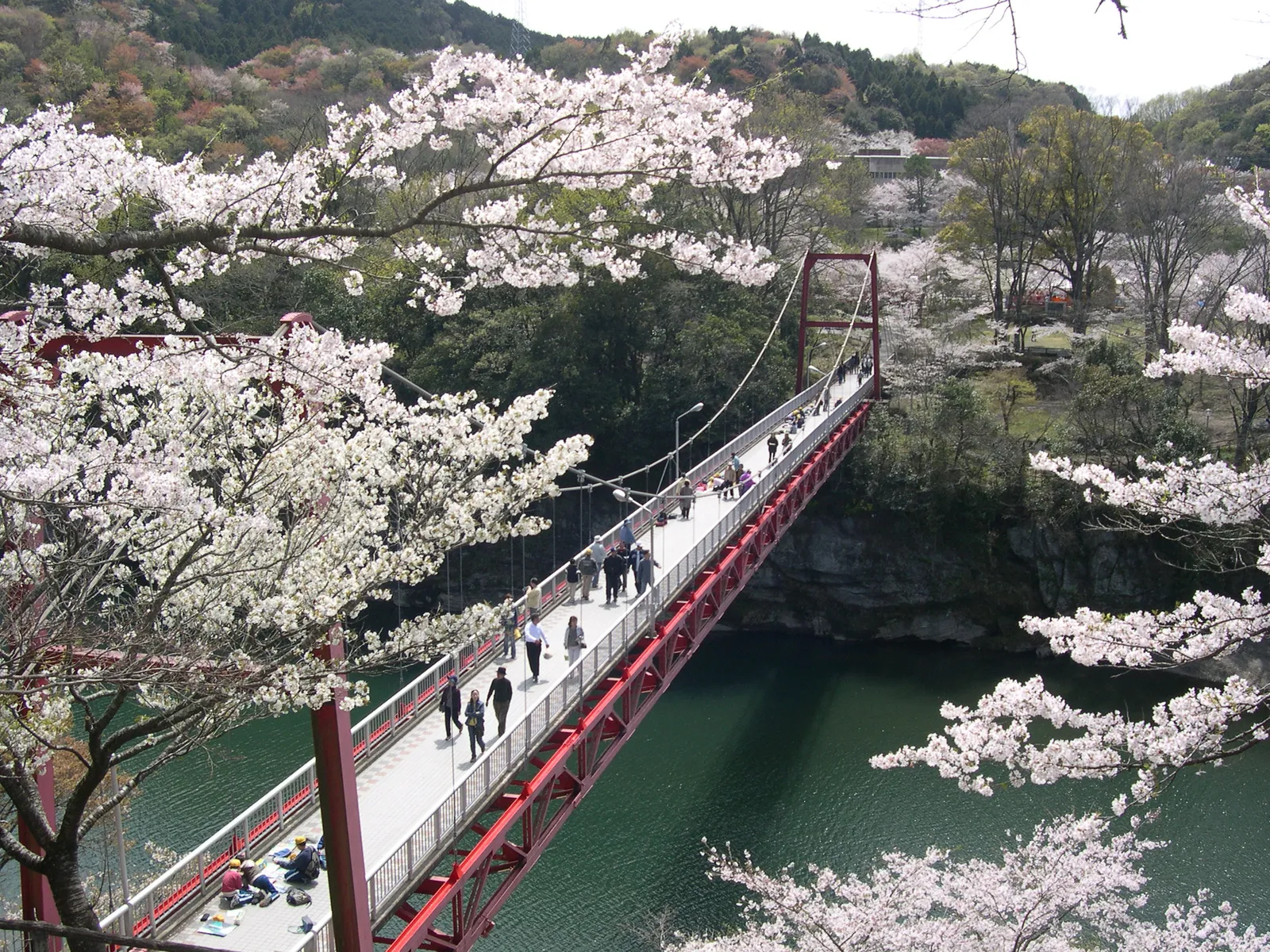 桜淵公園の桜まつり2026最新見頃と駐車場攻略！噂の真相も徹底解剖