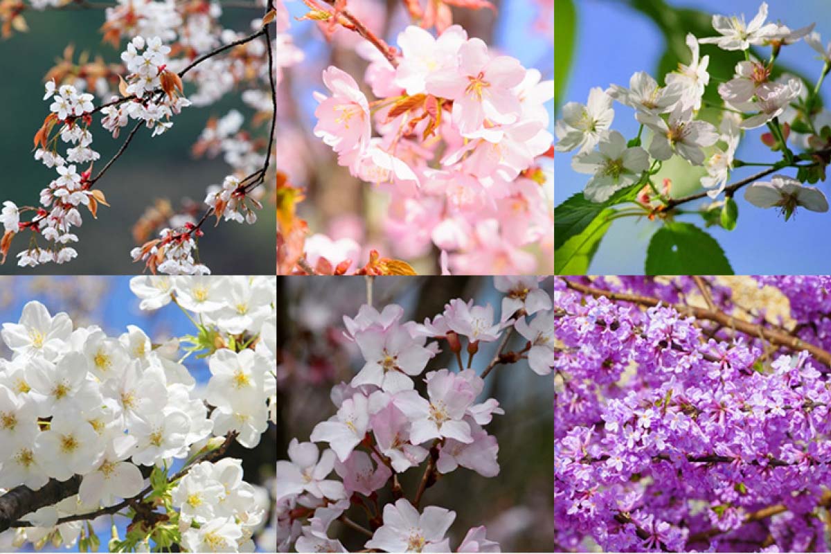 日本中のソメイヨシノは全てクローン？一斉開花の理由と寿命の真相に迫る