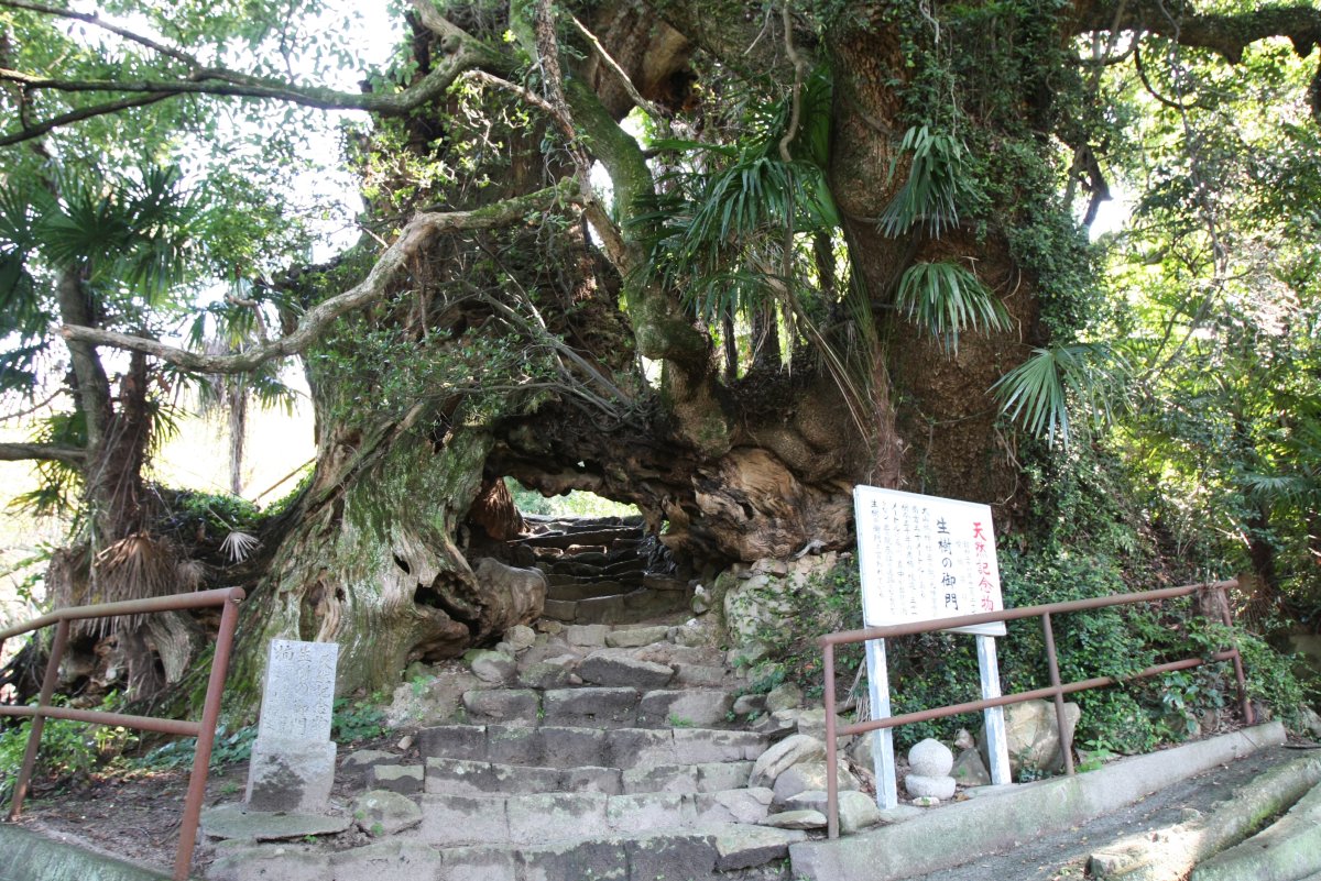 生樹の御門の真相！樹齢3000年大楠をくぐる不老長寿の奇跡と巡礼ガイド