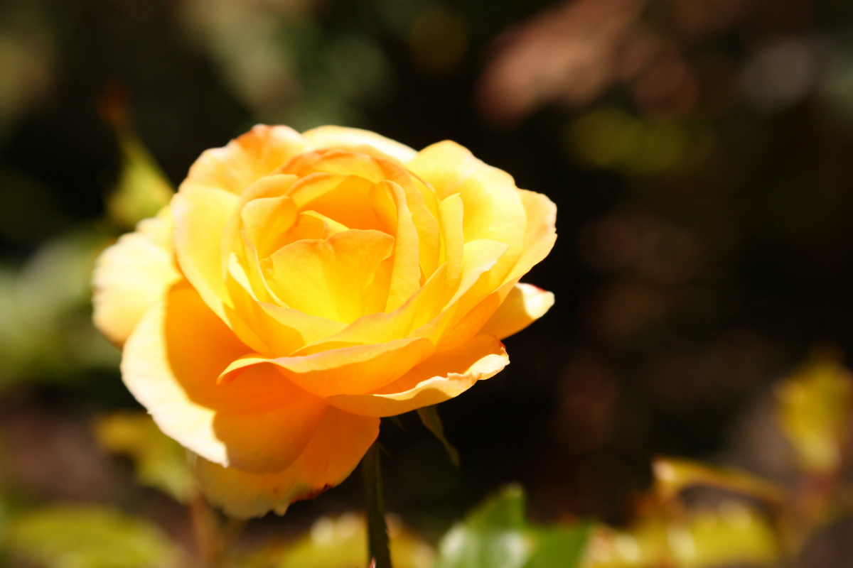 父の日の花はなぜ黄色いバラ？人気ランキングと贈ってはいけない花