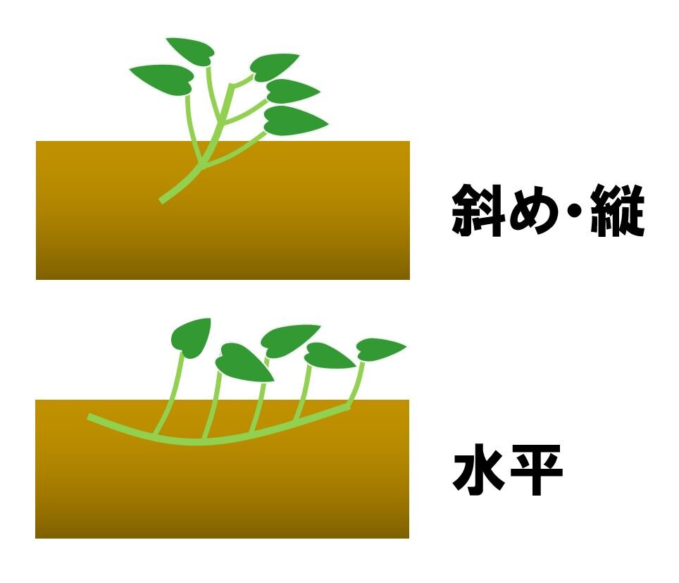 サツマイモの苗植え方完全攻略！収穫量が変わる植え付けの極意と裏技