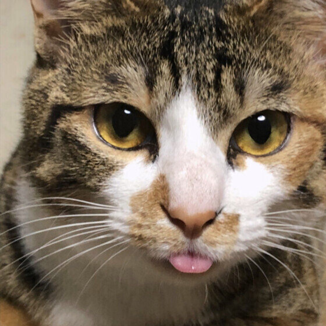 猫が舌を出すのはなぜ？可愛い理由と危険な病気のサインを徹底解説