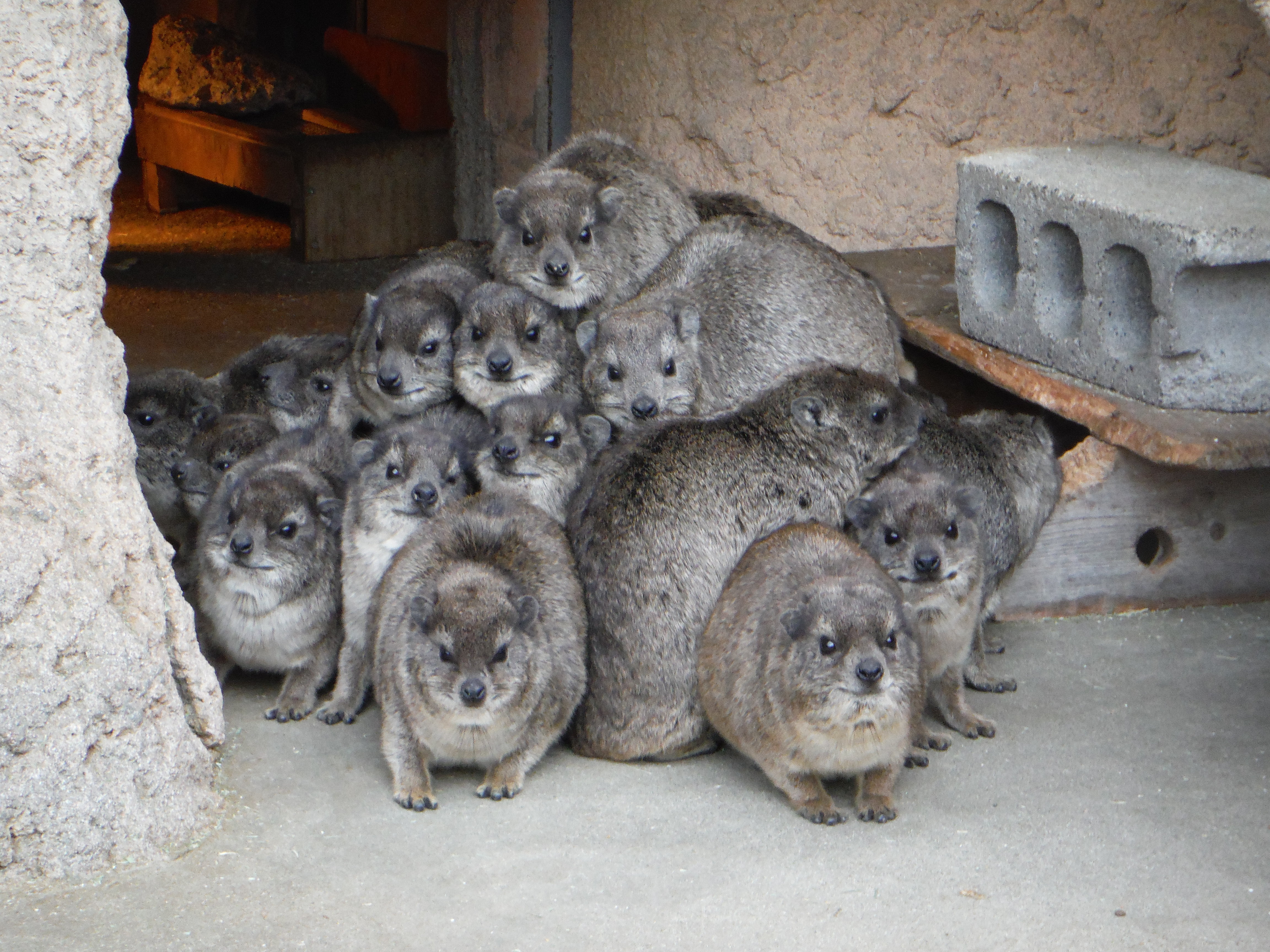 ケープハイラックスの飼育は難しい？値段や本当に懐くかの真相を徹底解説