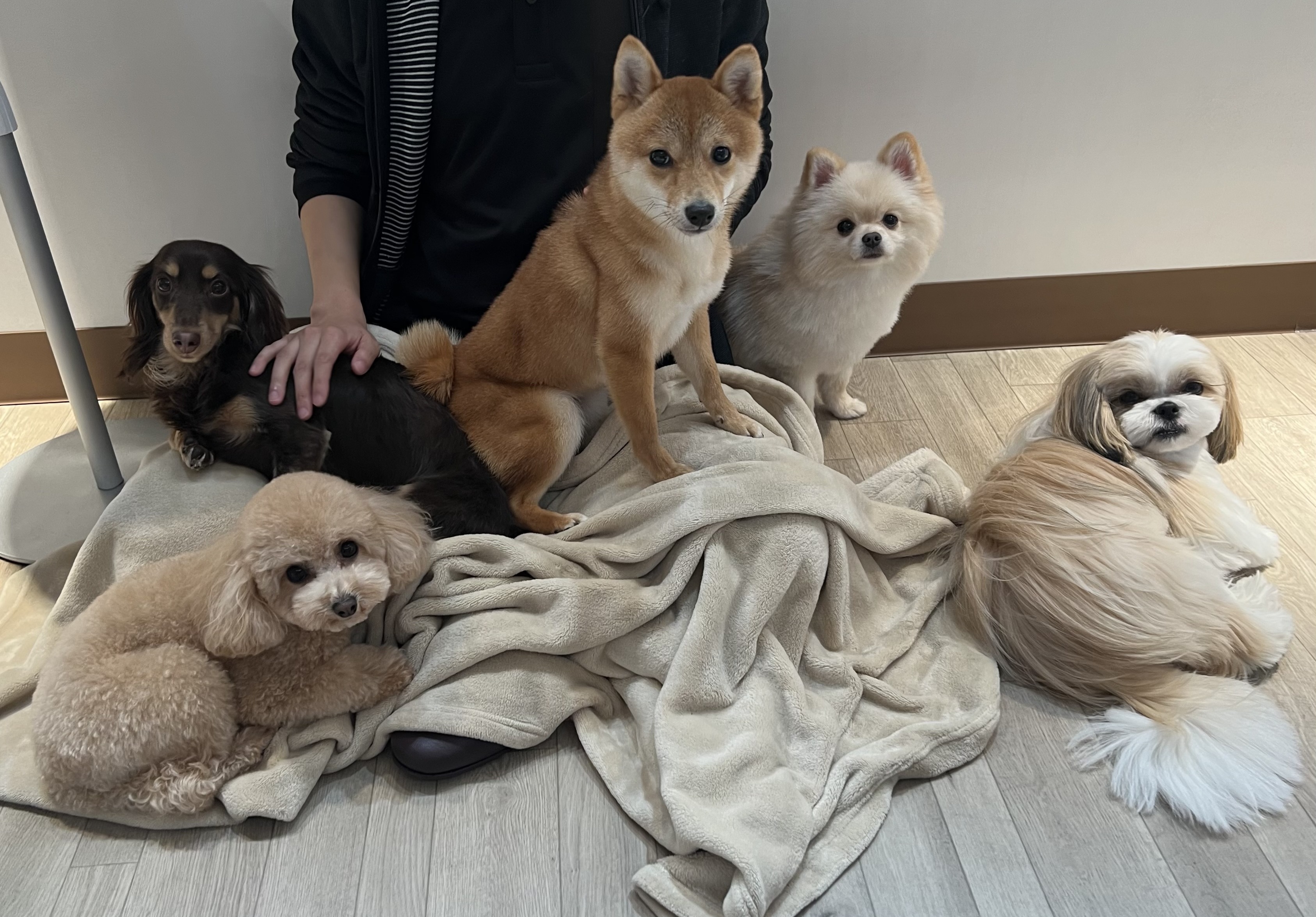わんちゃんと遊ぼう！愛犬の室内ストレス解消とプロ直伝の知育遊び