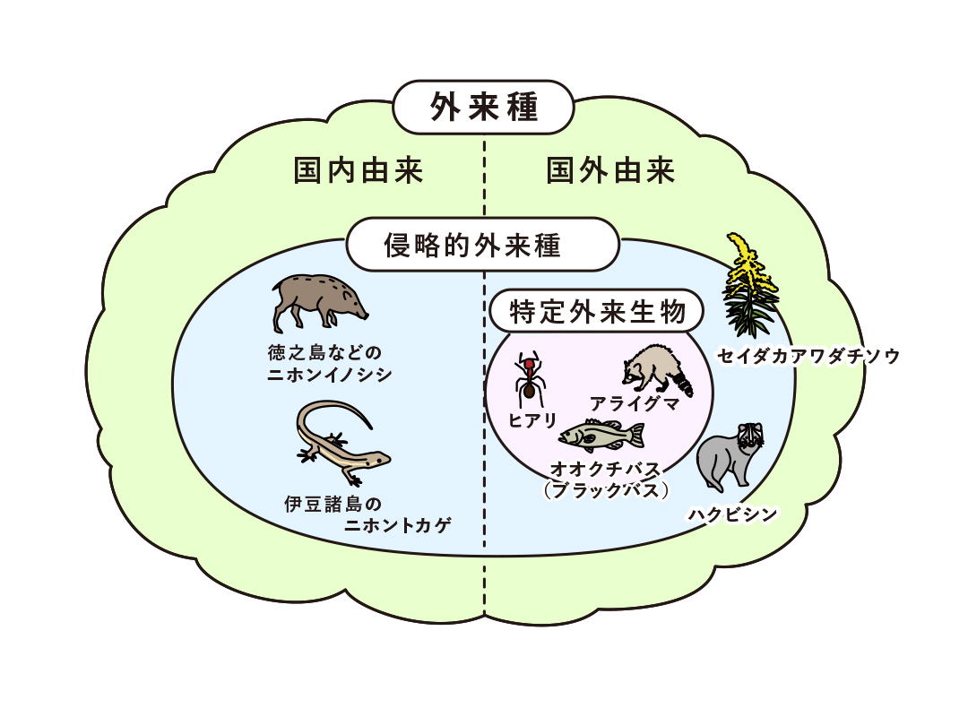 外来種とは？在来種との違いや特定外来生物の規制・実態を徹底解説