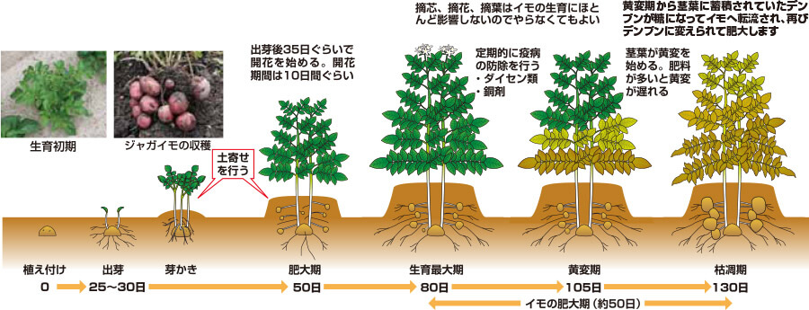 2026年最新版：じゃがいも収穫時期の見極め方！失敗しないサインとプロの保存術