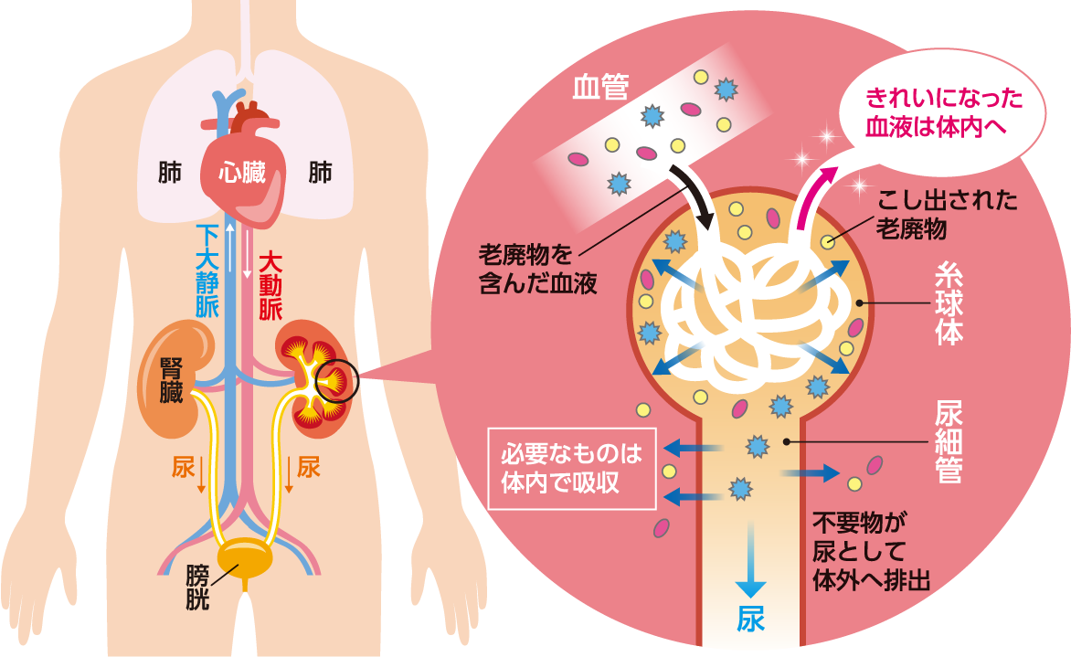 腎臓の役割は尿を作るだけじゃない！沈黙の臓器の真実と最新予防策
