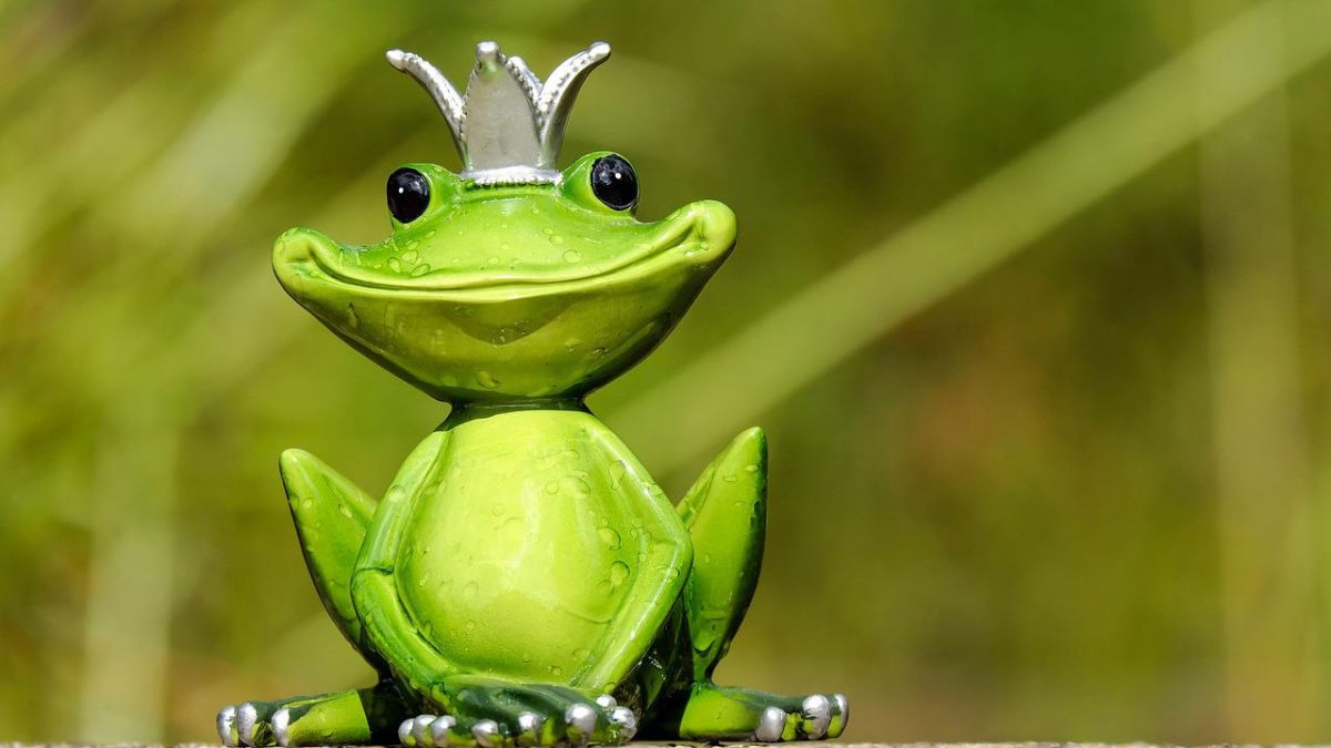 カエルは英語でFrogだけじゃない？Toadとの違いや鳴き声の真相