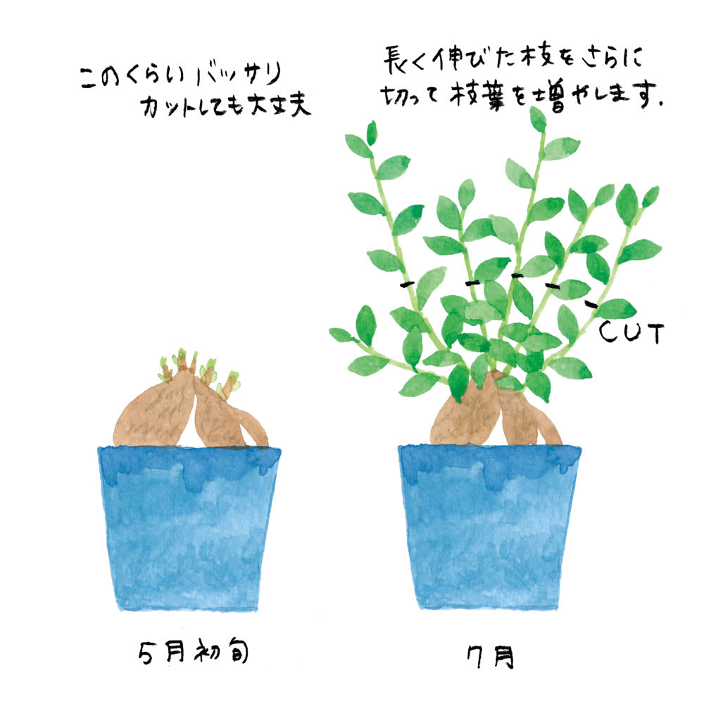 ガジュマル剪定の最適時期は？枯らさない切り戻しと丸坊主のコツ