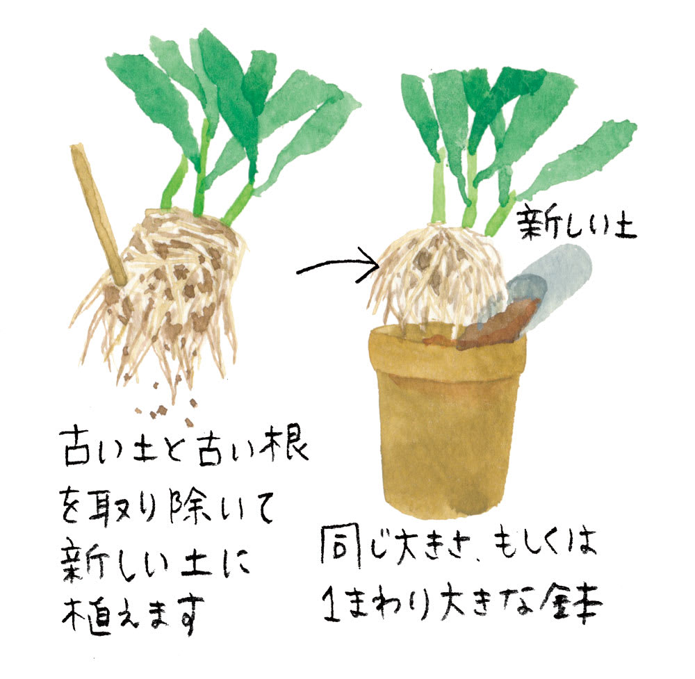 月下美人の育て方決定版！咲かない理由と一夜限りの開花を導く秘訣