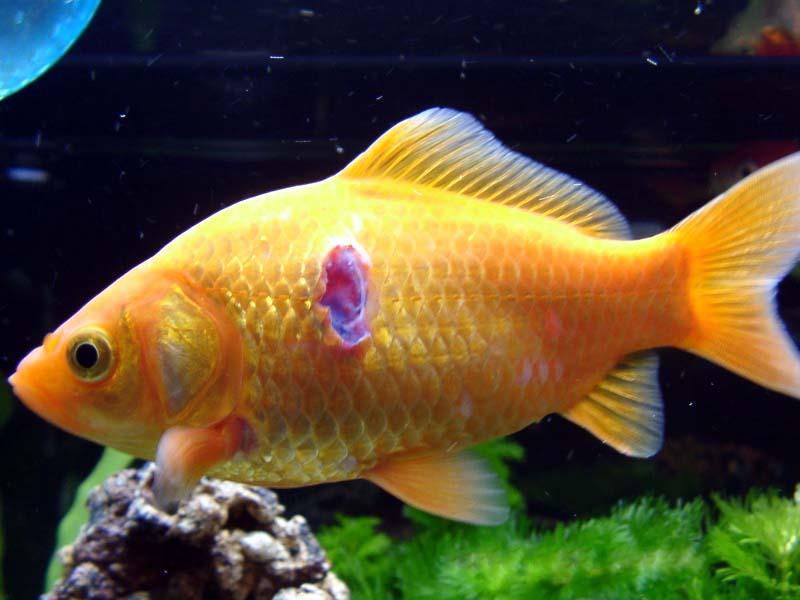 金魚の穴あき病を治す治療法！初期症状から観パラD・塩浴まで徹底解説