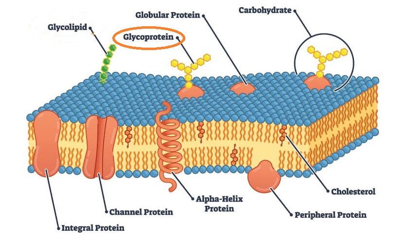 Function of Glycoprotein in the Cell Membrane