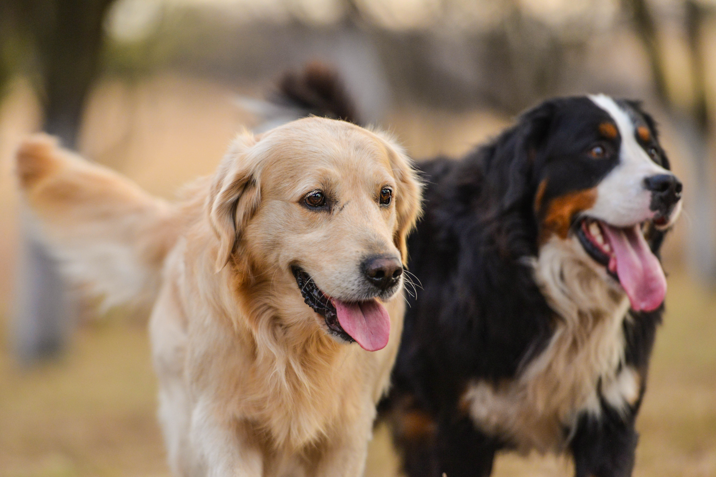 愛犬と楽しむドッグラン完全攻略！後悔しないマナー＆人気施設2026