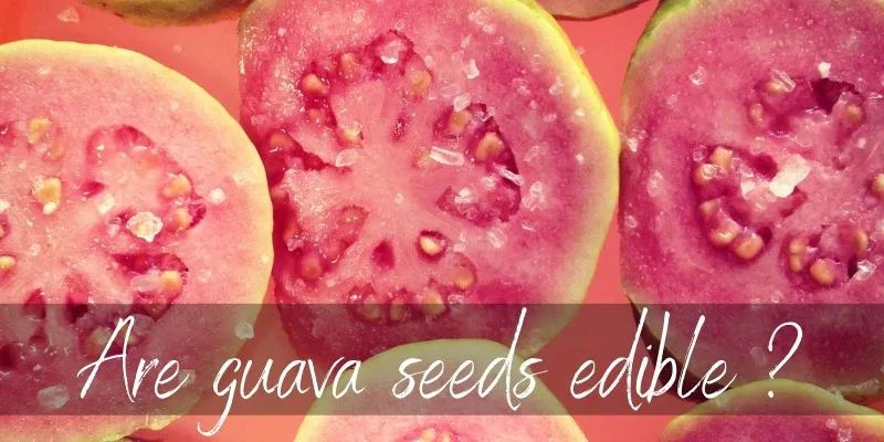 Can U Eat Guava Seeds