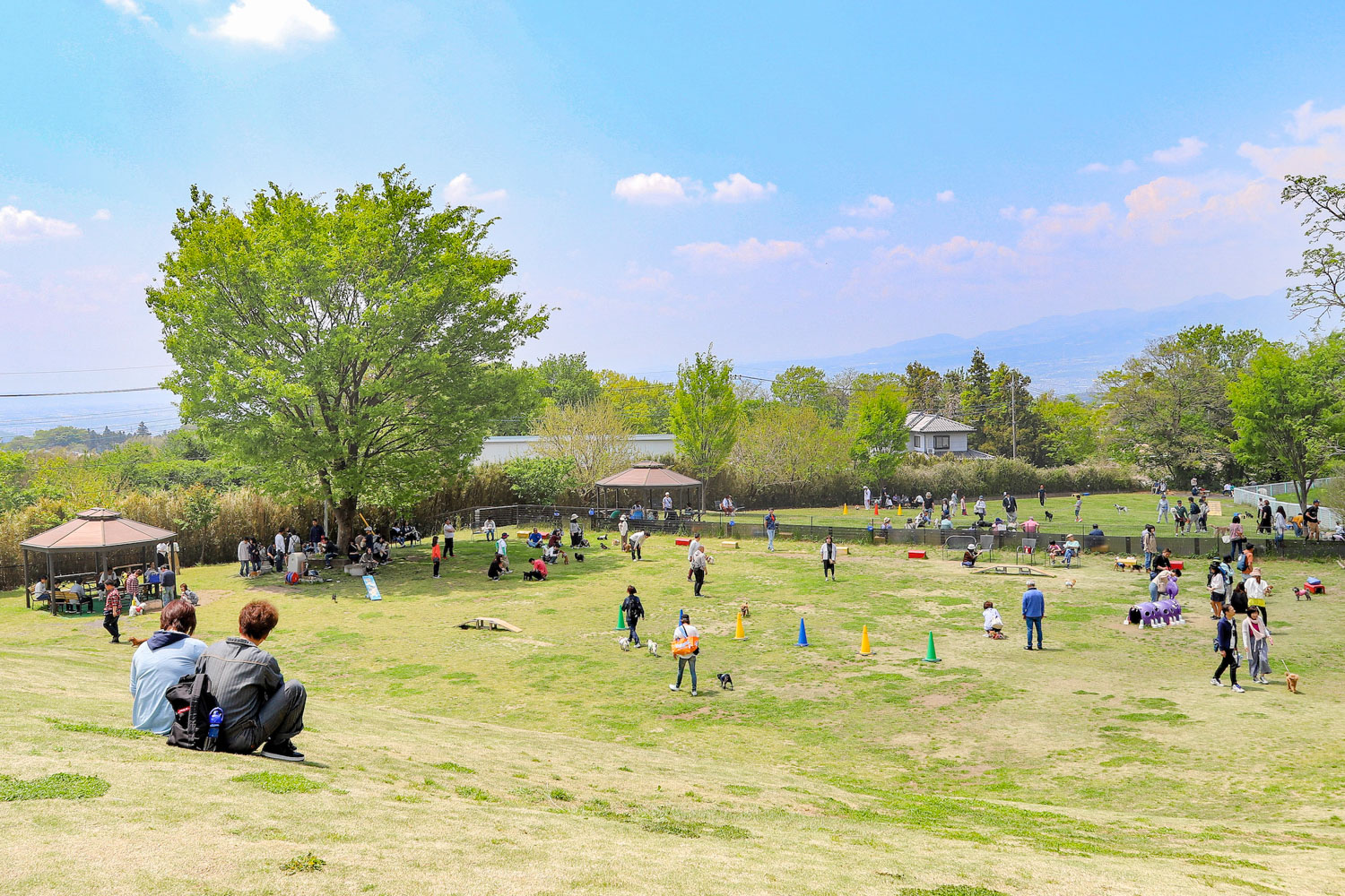 2026年最新【世界の名犬牧場】犬好きの聖地が進化！群馬・赤城山のふもとで愛犬と過ごす極上休日ガイド
