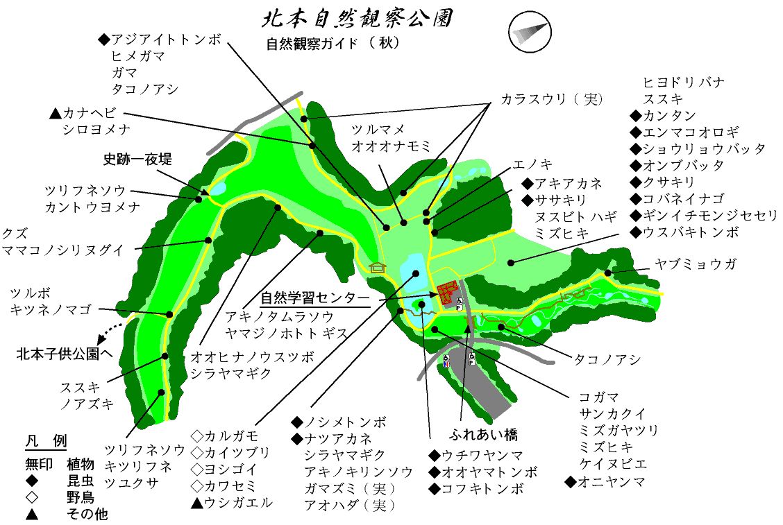 北本自然観察公園2026年最新攻略｜野鳥・ホタル見頃と混雑のリアル
