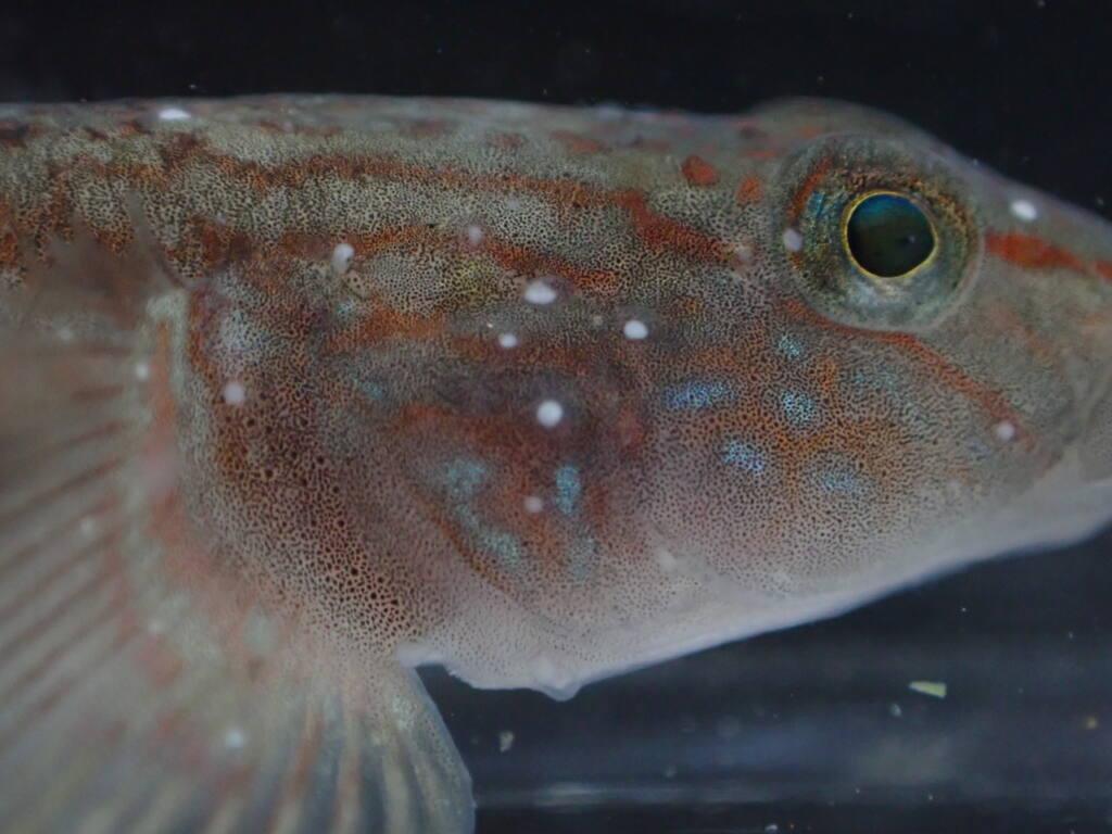 愛魚を白点病から救う！原因と初期症状で見抜く治し方・水温管理の全知識