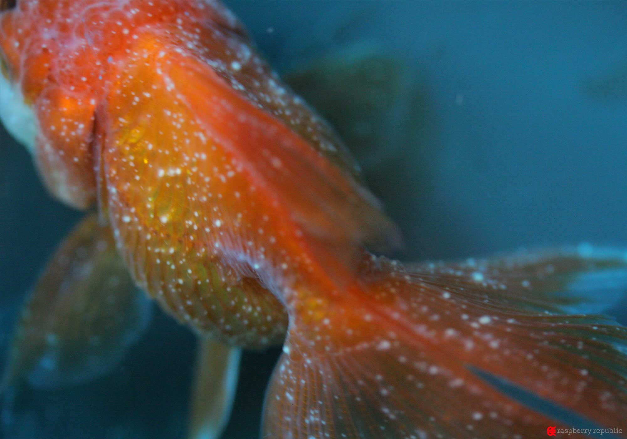 金魚の白点病は治せる！初期症状の見分け方と塩浴・水温治療の真相