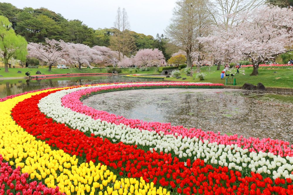【2026年最新】花と光が紡ぐ驚異の絶景！「は まま つ フラワー パーク」が贈る次世代ボタニカル体験の全貌