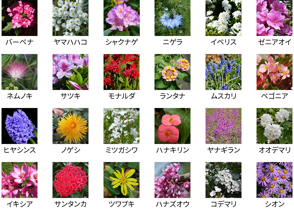 2026年、なぜ私たちは再び「花の名前」に魅せられるのか？Ai識別から命名ブームまで、植物と言葉の知られざる最前線