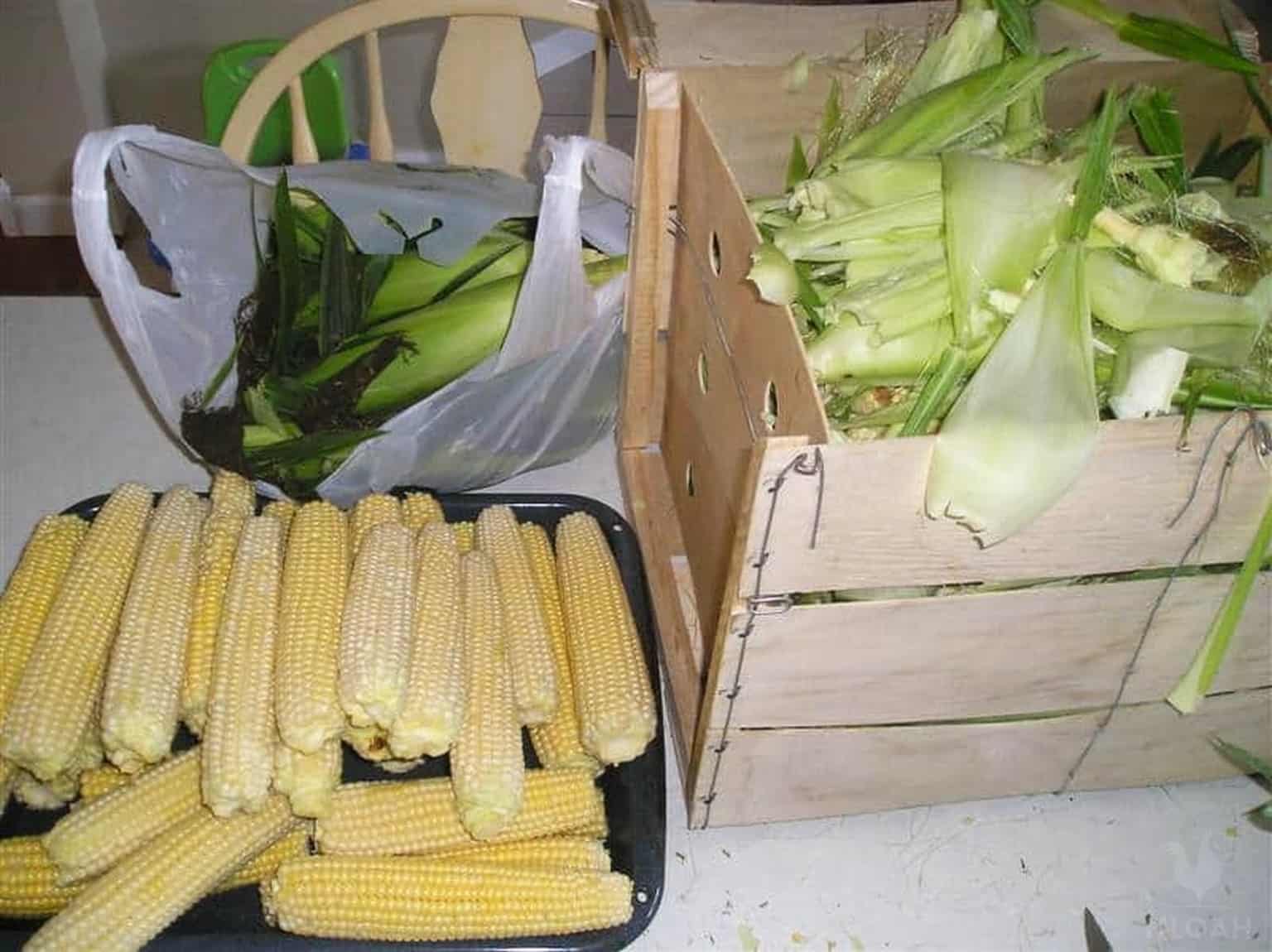 How to Store Fresh Corn in the Husk