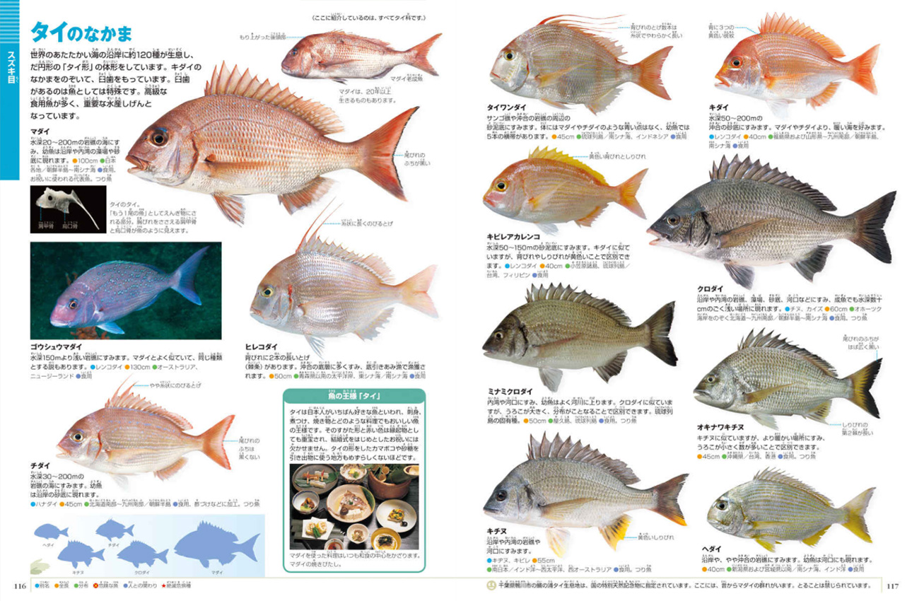 【2026年】魚図鑑おすすめ比較！海釣りの見分け方・毒魚・Aiアプリまで