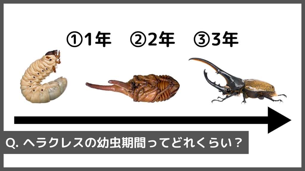 ヘラクレスオオカブトの蛹が動かない真相と羽化不全を防ぐ管理術