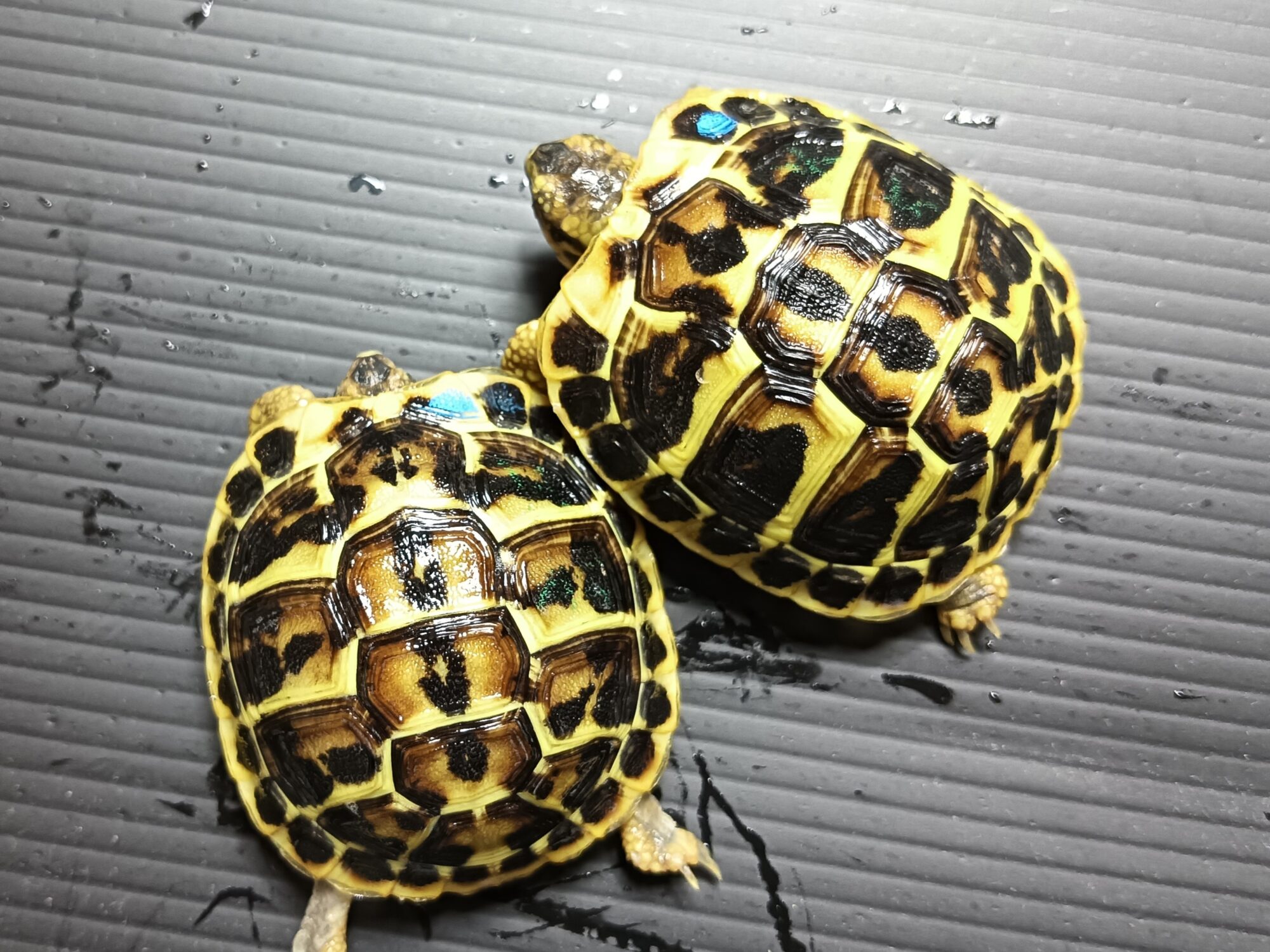 ダルマティアヘルマンリクガメ飼育完全ガイド！違いや相場を徹底解剖
