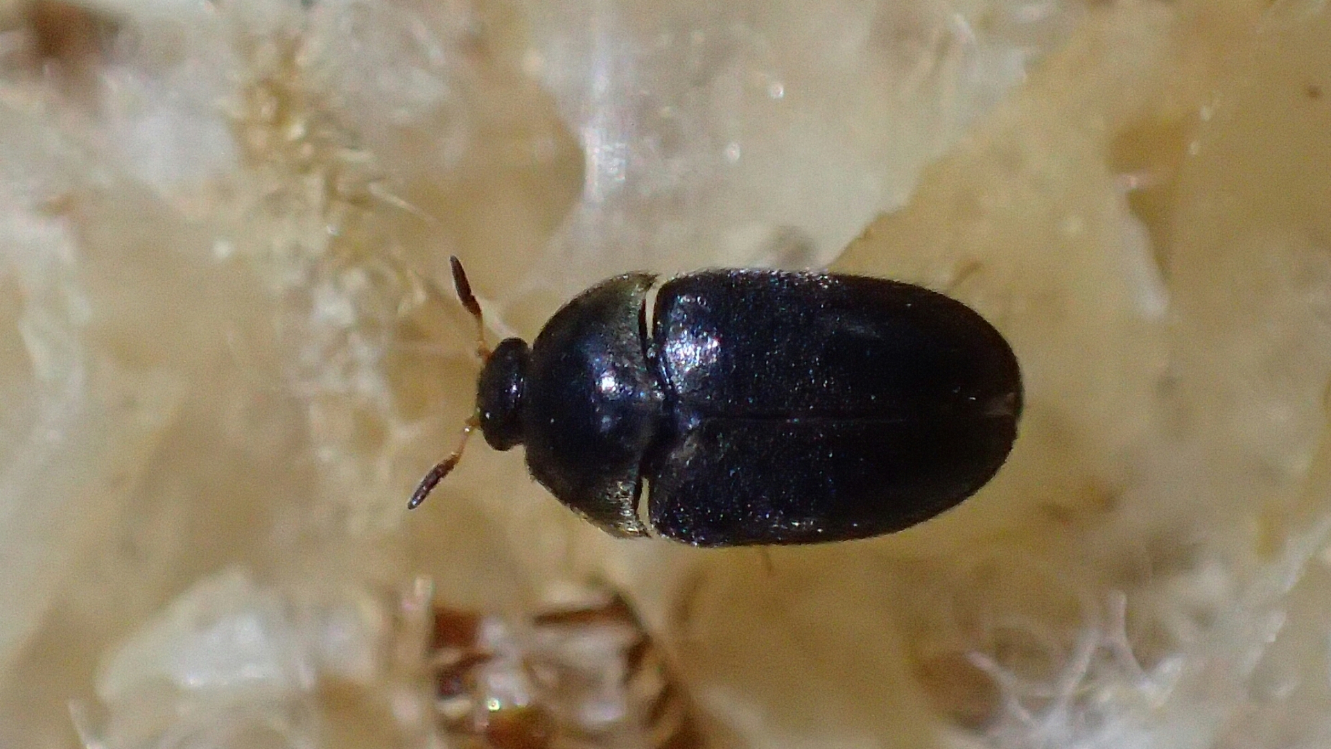 家や窓際に湧く黒い小さい虫の正体は？大量発生の元凶と最新撃退法
